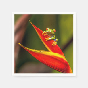 Wildlife Red Mit Augen Tree Frog Foto Serviette