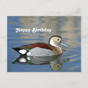 Wildlife Ringed Teal Ente Foto Geburtstag Postkarte
