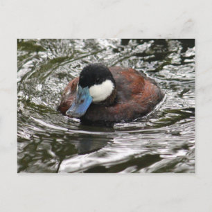 Wildlife Rostgans Foto Danke Postkarte