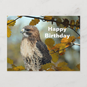 Wildlife Rot Schwanzbussard Herbst Foto Geburtstag Postkarte