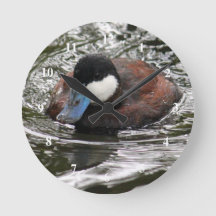 Wildlife Ruddy Duck Foto
