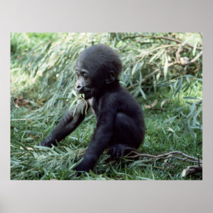 Wildlife Set - Baby Gorilla Nah-up-Poster Poster