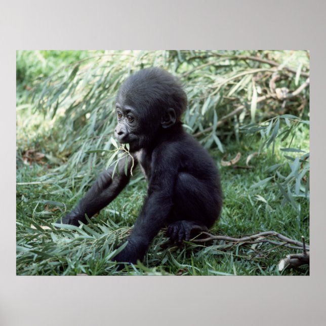Wildlife Set - Baby Gorilla Nah-up-Poster Poster (Vorne)