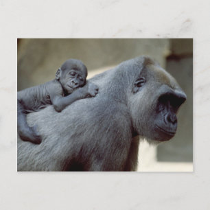 Wildlife Set - Primates 3 Postkarte