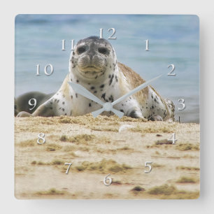 Wildlife Siegel Beach La Jolla Cove Quadratische Wanduhr