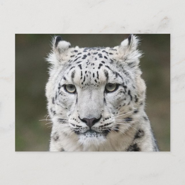 Wildlife Snow Leopard Nahkampf Postkarte (Vorderseite)