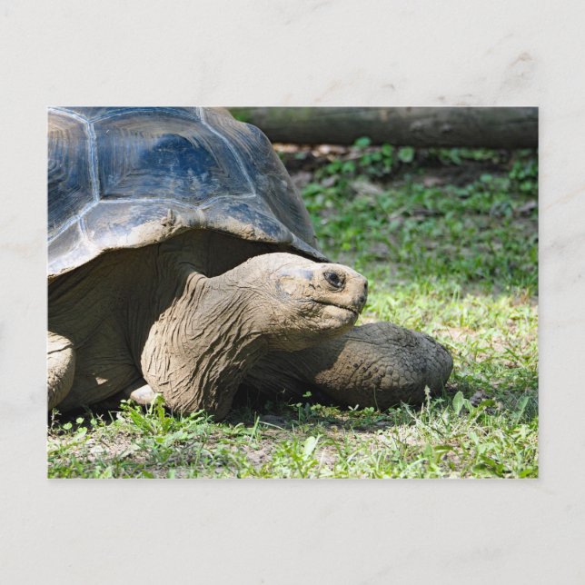Wildlife Tortoise Foto Postkarte (Vorderseite)