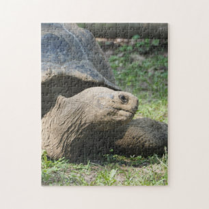 Wildlife Tortoise Foto Puzzle