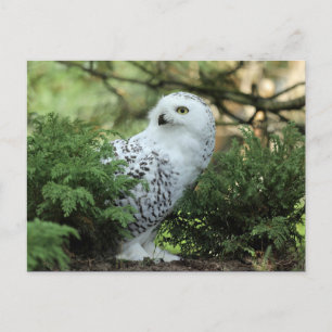 Wildlife White Owl Foto Postkarte