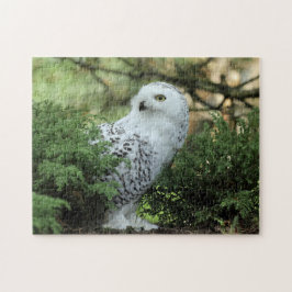 Wildlife White Owl Foto Puzzle
