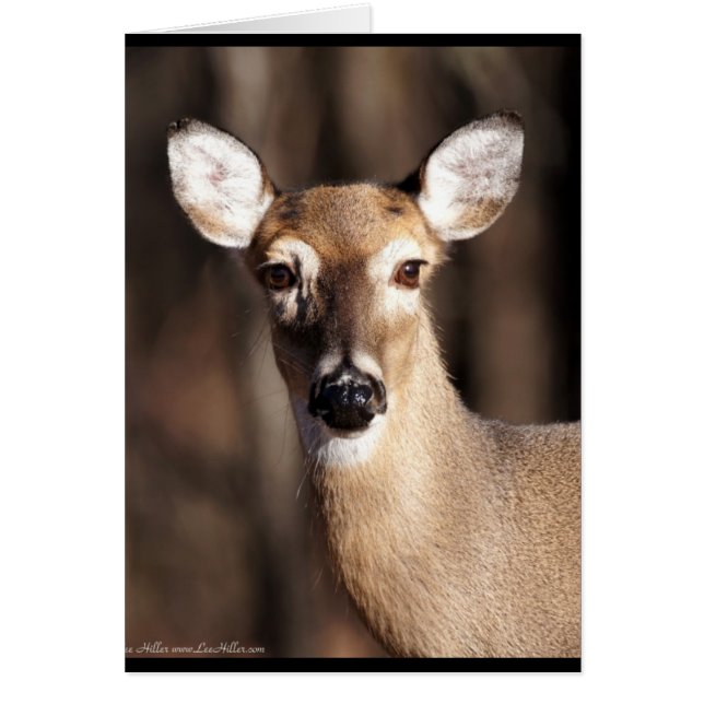 Wildlife Whitetail Deer Doe Portrait (Vorne)