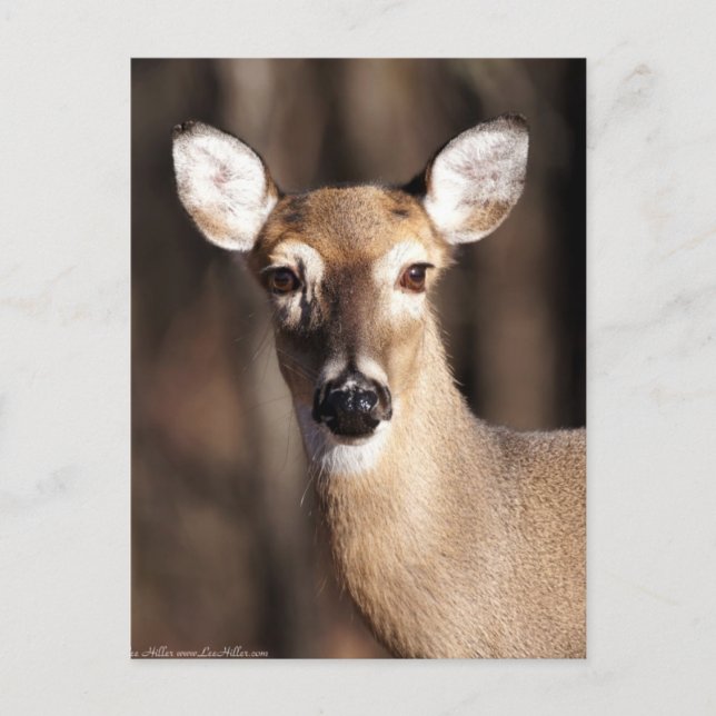 Wildlife Whitetail Deer Doe Portrait Postkarte (Vorderseite)