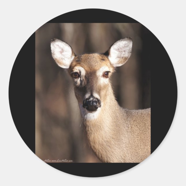 Wildlife Whitetail Deer Doe Portrait Runder Aufkleber (Vorderseite)
