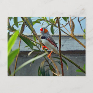 Wildlife Zebra Finch Foto Postkarte