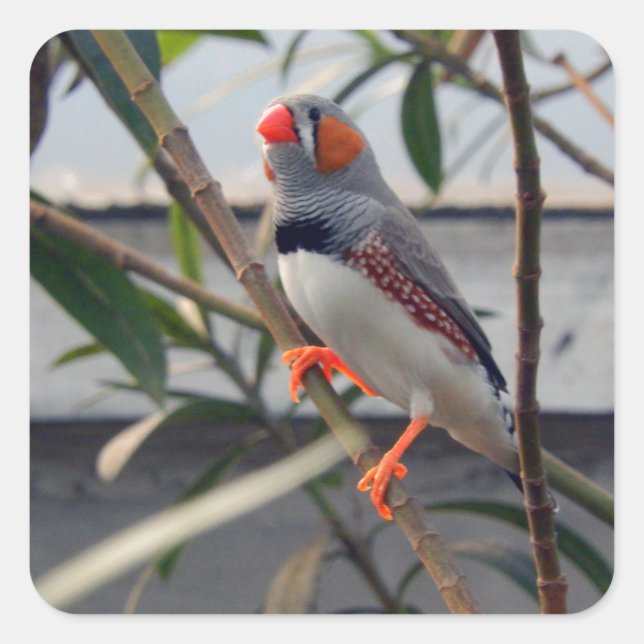 Wildlife Zebra Finch Foto Quadratischer Aufkleber (Vorderseite)