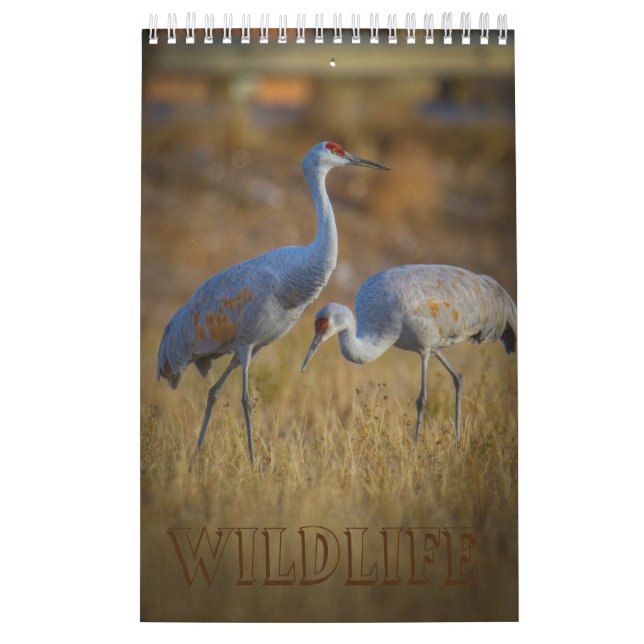 Wildnis Kalender (Titelbild)