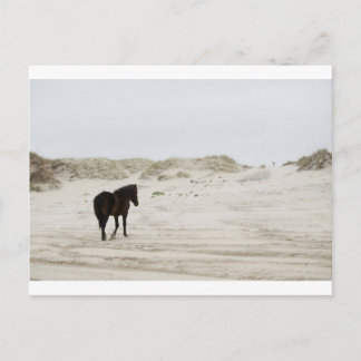 Wildpferd am Strand von Corolla Postkarte