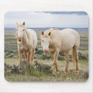 Wildpferd, das auf der Prärie von Cody streift Mousepad