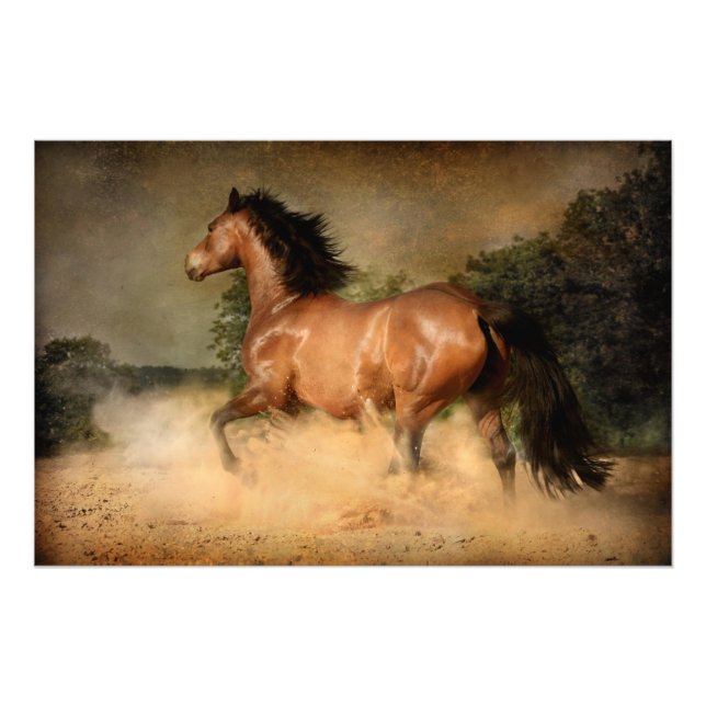 Wildpferd Fotodruck (Vorne)