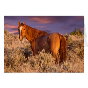 Wildpferd im Harney County steht wachsam