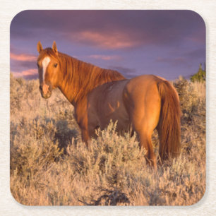 Wildpferd im Harney County steht wachsam Rechteckiger Pappuntersetzer