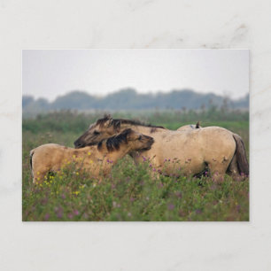 Wildpferd mit Fohlen-Postkarte Postkarte