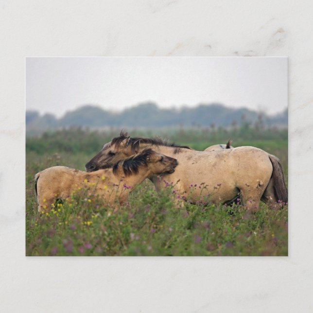 Wildpferd mit Fohlen-Postkarte Postkarte (Vorderseite)