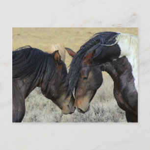 Wildpferd Postkarte