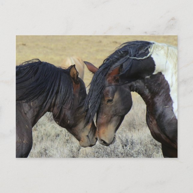 Wildpferd Postkarte (Vorderseite)