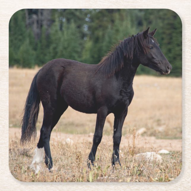 Wildpferd Rechteckiger Pappuntersetzer (Vorderseite)