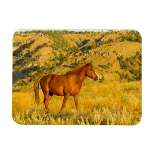 Wildpferd-Sanctuary. Magnet
