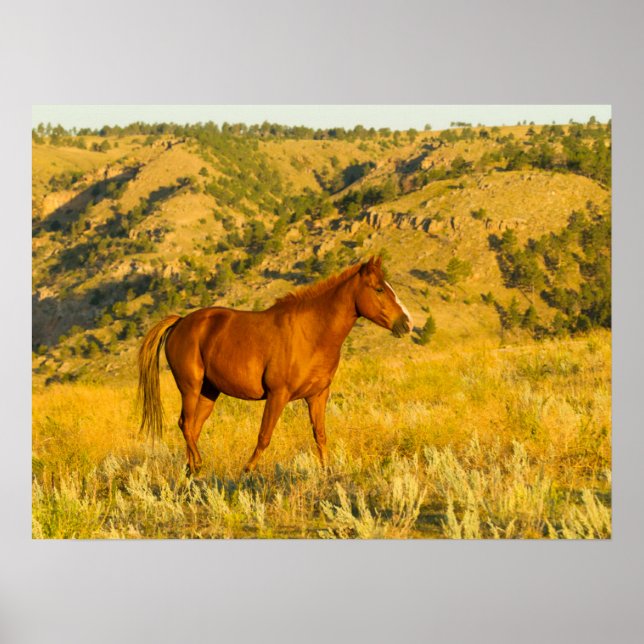 Wildpferd-Sanctuary. Poster (Vorne)