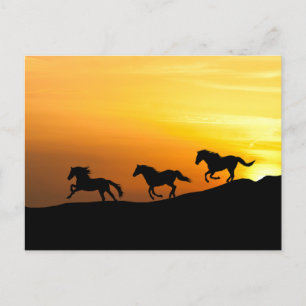 Wildpferde laufen bei Sonnenuntergang- Designs für Postkarte