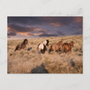 Wildpferde laufen postkarte