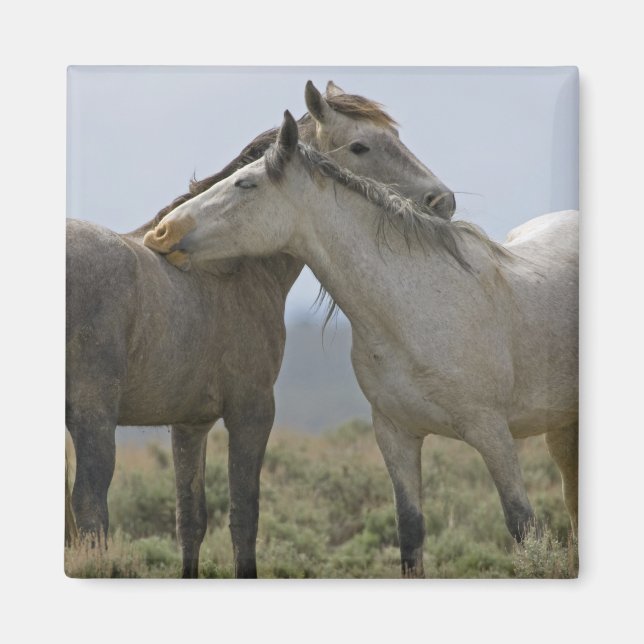 Wildpferde Magnet (Vorne)