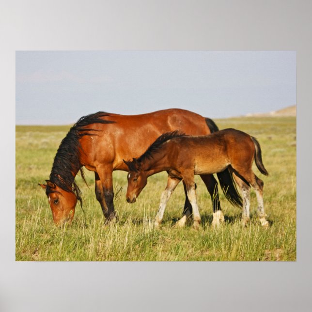 Wildpferdmutter und Fohlen beim Grasen Poster (Vorne)
