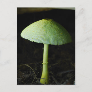 Wildpilz Foto Postkarte