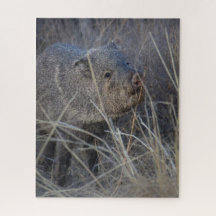 Wildschwein