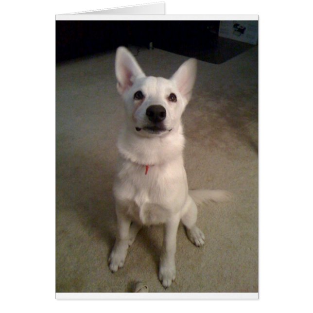 Wildschweinchen (Vorne)