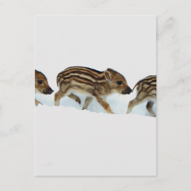 Wildschweinchen im Schnee, Deutschland Postkarte (Vorderseite)