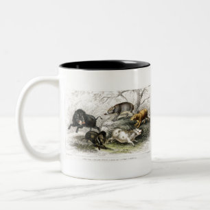 Wildschweine, Collared Peccary, Chinesische Sauen, Zweifarbige Tasse