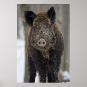 Wildschweine im Schnee Poster