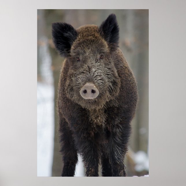 Wildschweine im Schnee Poster (Vorne)