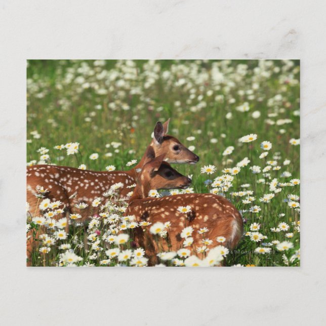 Wildschweine Postkarte (Vorderseite)