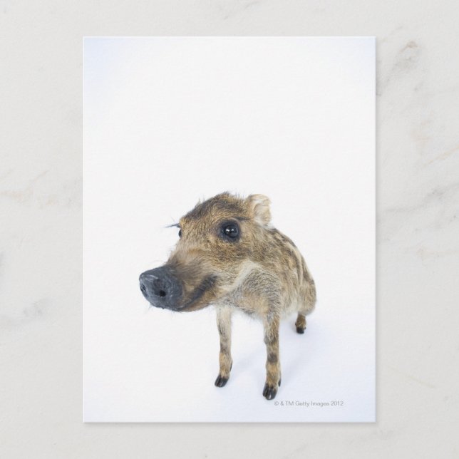 Wildschweine Postkarte (Vorderseite)