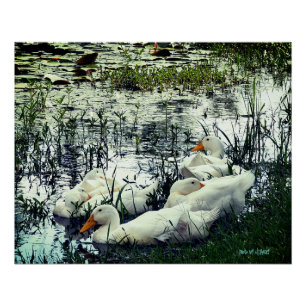 Wildteich Enten Tiere Poster