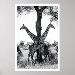 Wildtier-Fotodruck, Giraffen Schwarz und Poster