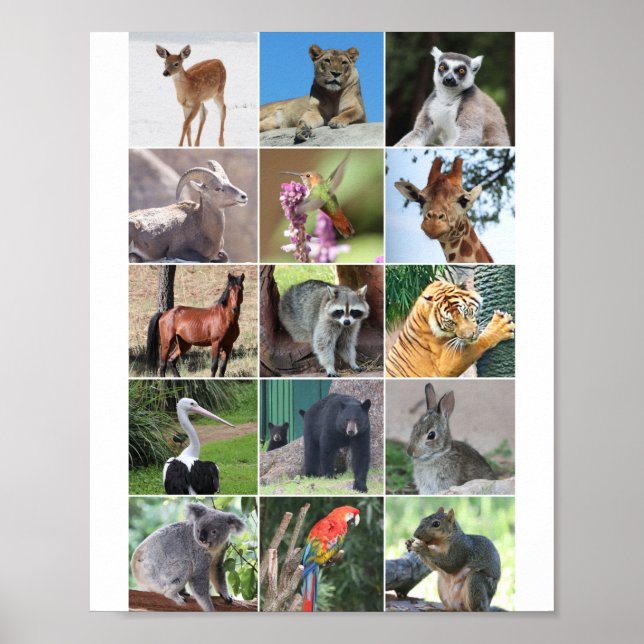 Wildtiere 15 Tiere in der Wildnis Poster (Vorne)