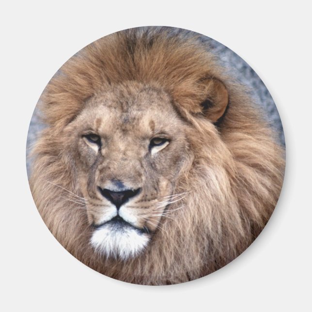 Wildtiere 1 magnet (Vorne)