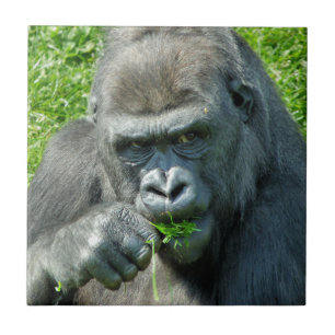 WILDTIERE - GORILLAS FLIESE